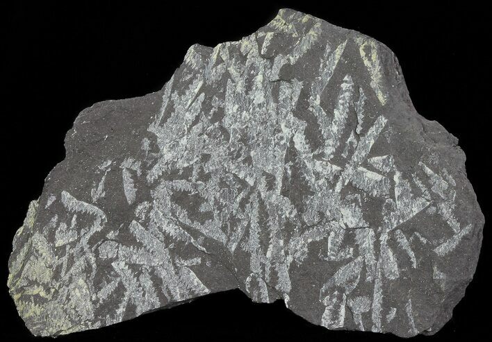 Fossil Graptolites (Didymograptus) - Great Britain #67996